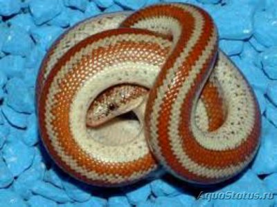 Удав калифорнийский розовый​ (Lichanura trivirgata)