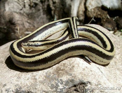 Удав калифорнийский розовый​ (Lichanura trivirgata)