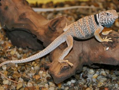 Игуана ошейниковая островная (Crotaphytus insularis)