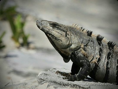 Игуана мексиканская черная​ (Сtenosaura pectinata)
