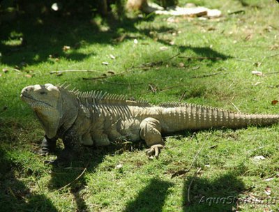 Игуана кольцехвостая​ (Cyclura ricordi)
