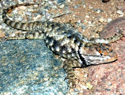Игуана заборная пуст­ынная​ (Sceloporus magister)