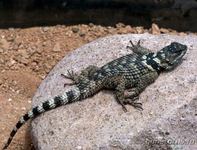 Игуана заборная Пуан­сета​ (Sceloporus po­insettii)