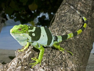Игуана фиджийская (B­rachylophus bulabula)