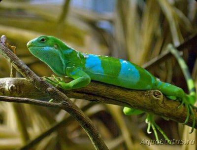 Игуана полосатая фид­жийская​ (Brachyloph­us fasciatus)