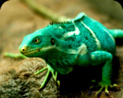 Игуана пятнистобрюхая фиджийская​ (Brach­­ylophus​ vitiensis)