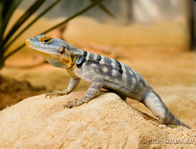 Игуана каменная​ (Pe­trosaurus thallasinu­s)