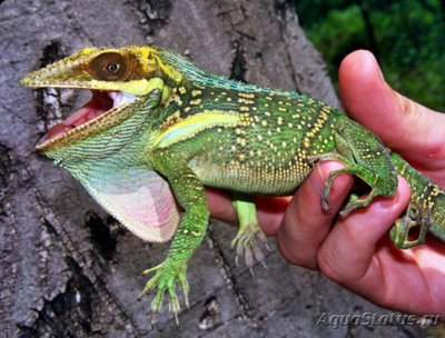 Анолис-рыцарь гиган­тский​ (Anolis barac­oae)