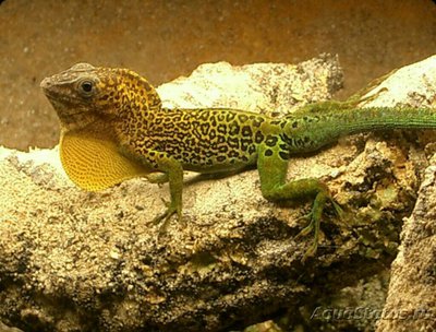 Анолис марморатус​ (Anolis marmoratus)