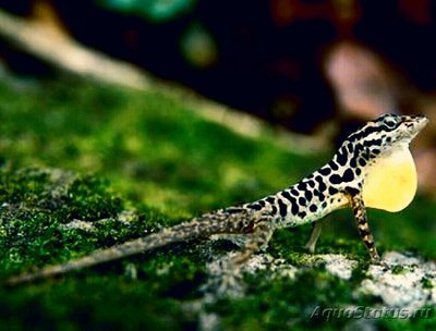 Анолис пятнистый​ (A­nolis sabanus)