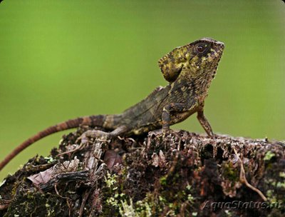 Игуана мексиканская (Corytophanes hernan­dezii)