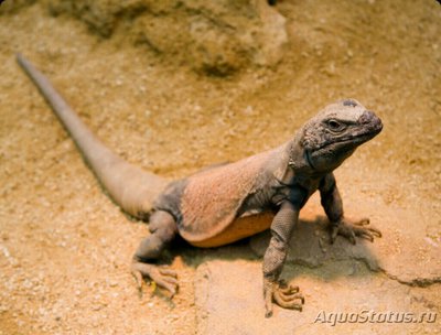 Чаквелла​ (Sauromalus obesus)