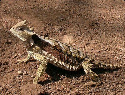 Ящерица гигантская рогатая​ (Phrynosoma asio)