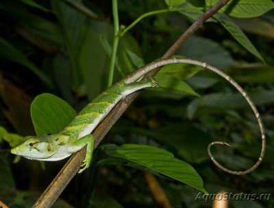 Полихрус мраморный (Polychrus marmoratus)