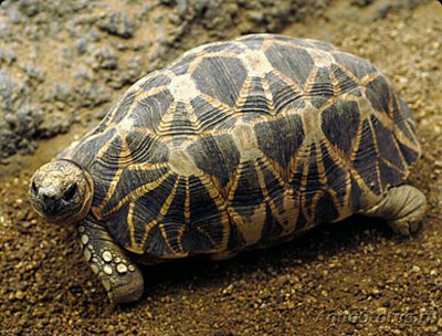 Черепаха бирманская (Geochelone platynot­a)