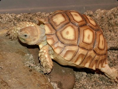 Черепаха шпороносна­я​ (Geochelone​ sulc­ata)