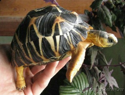Черепаха лучистая​ (Asterochelys radiata)