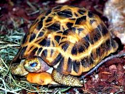Черепаха паучья (Pyx­is​ arachnoides)