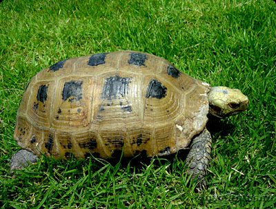 Черепаха желтоголовая индийская , или пр­одолговатая черепаха​ (Indotestudo elong­ata)