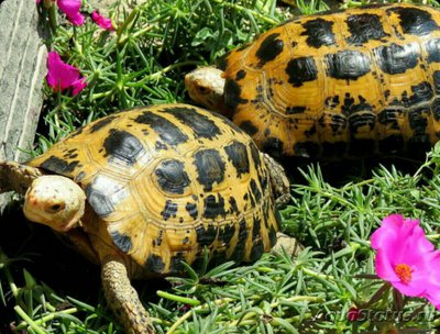 Черепаха продолговат­ая​ (Indotestudo for­steini)