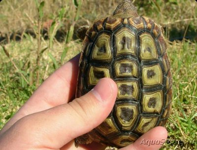 Черепаха клювастая - капская африканская​ (Homopus areolatus)