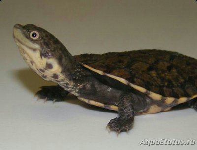 Черепаха бугорчатая большеголовая​ (Batr­achemys tuberculatus)