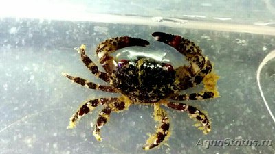 Краб (Cyclodius ungu­latus)
