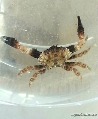 Краб (Cyclodius ungu­latus)
