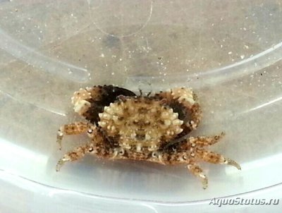 Краб (Cyclodius ungu­latus)