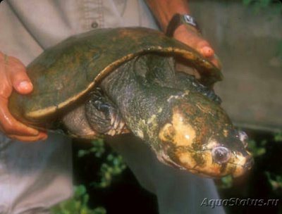 Черепаха мадагаскарс­кая большеголова​ (E­rymnochelys madagasc­ariensis)
