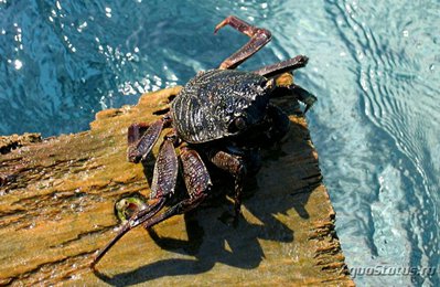 Каменный краб (Grap­­sus tenuicrustatus)