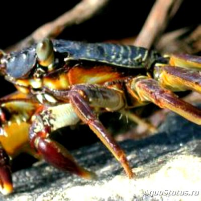 Каменный краб (Grap­­sus tenuicrustatus)