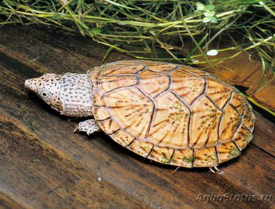 Черепаха малая муску­сная​ (Sternotherus minor)