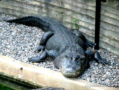 Аллигатор американский , или миссисипский (Alligator mississ­ippiensis)