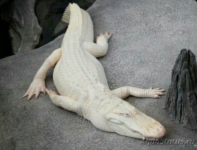 Миссисипский , или американский аллигато­­р​ - альбинос (Alli­g­ator mississippien­si­s - albino)