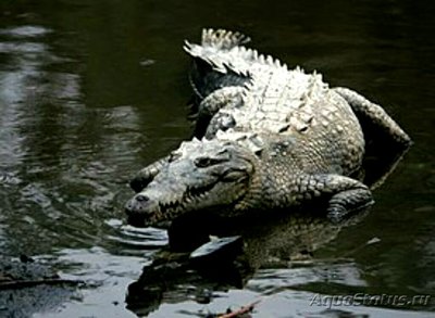 Фото Острорылый крокодил Crocodylus acutus ​ (photo#126550)