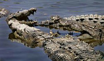 Фото Острорылый крокодил Crocodylus acutus ​ (photo#126552)