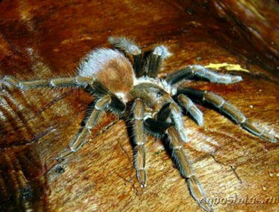 Паук - птицеед (Acan­thoscurria antillens­is)