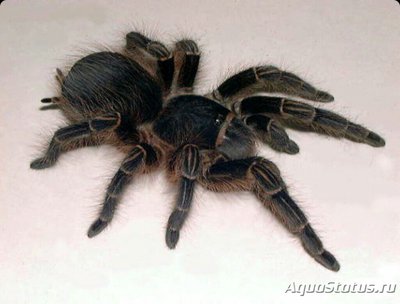 Паук - птицеед (Acan­thoscurria musculosa)