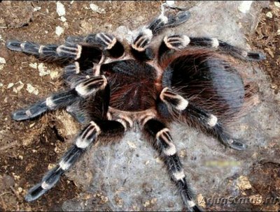 Паук - птицеед (Acan­thoscurria brocklehu­rsti)