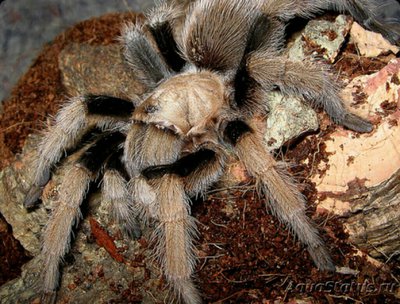 Паук - птицеед ,, Афонопельма Халькодес "​ (Aphonopelma cha­lcodes)