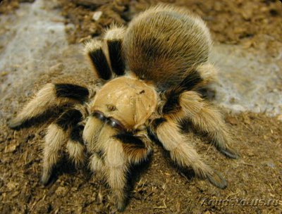Паук - птицеед ,, Аф­онопельма Смита "​ (Aphonopelma schmidti)