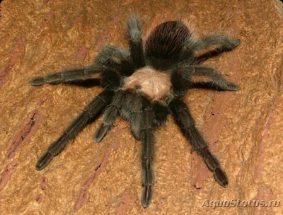 Паук - птицеед (Brachypelma albiceps)