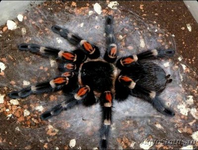 Паук - птицеед (Вrac­hypelma auratum)