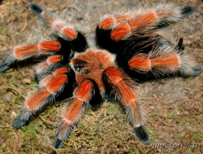 Паук - птицеед (Brac­hypelma boehmei)