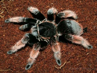 Паук - птицеед (Bra­chypelma klaasi)