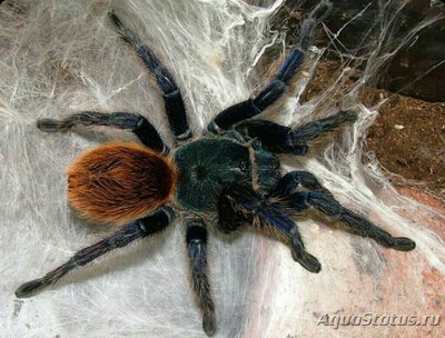 Паук - птицеед (Сhro­matopelma cyaneopube­scens)