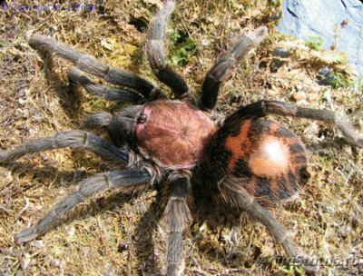 Паук - птицеед (Сycl­osternum fasciatum/D­avus fasciatus)