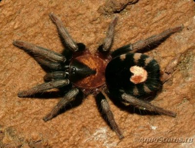 Паук - птицеед (Cyri­ocosmus elegans)