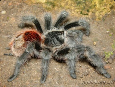 Паук - птицеед (Gram­mostola actaeon)